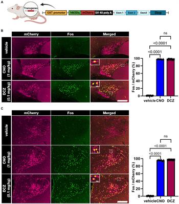 Deschloroclozapine exhibits an exquisite agonistic effect at lower concentration compared to clozapine-N-oxide in hM3Dq expressing chemogenetically modified rats